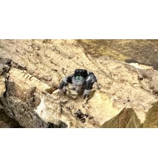 Buy Apalachicola Jumping Spider Captivating Jumping Spider for Sale
