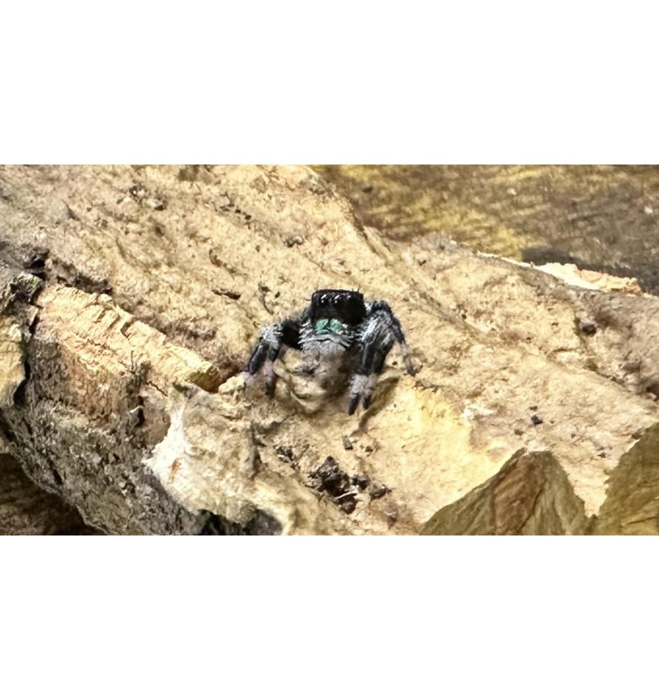 Buy Apalachicola Jumping Spider Captivating Jumping Spider for Sale