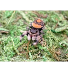 Buy Isla de la Juventud Jumping Spider | Rare Exotic Spider UK | Spoodies UK