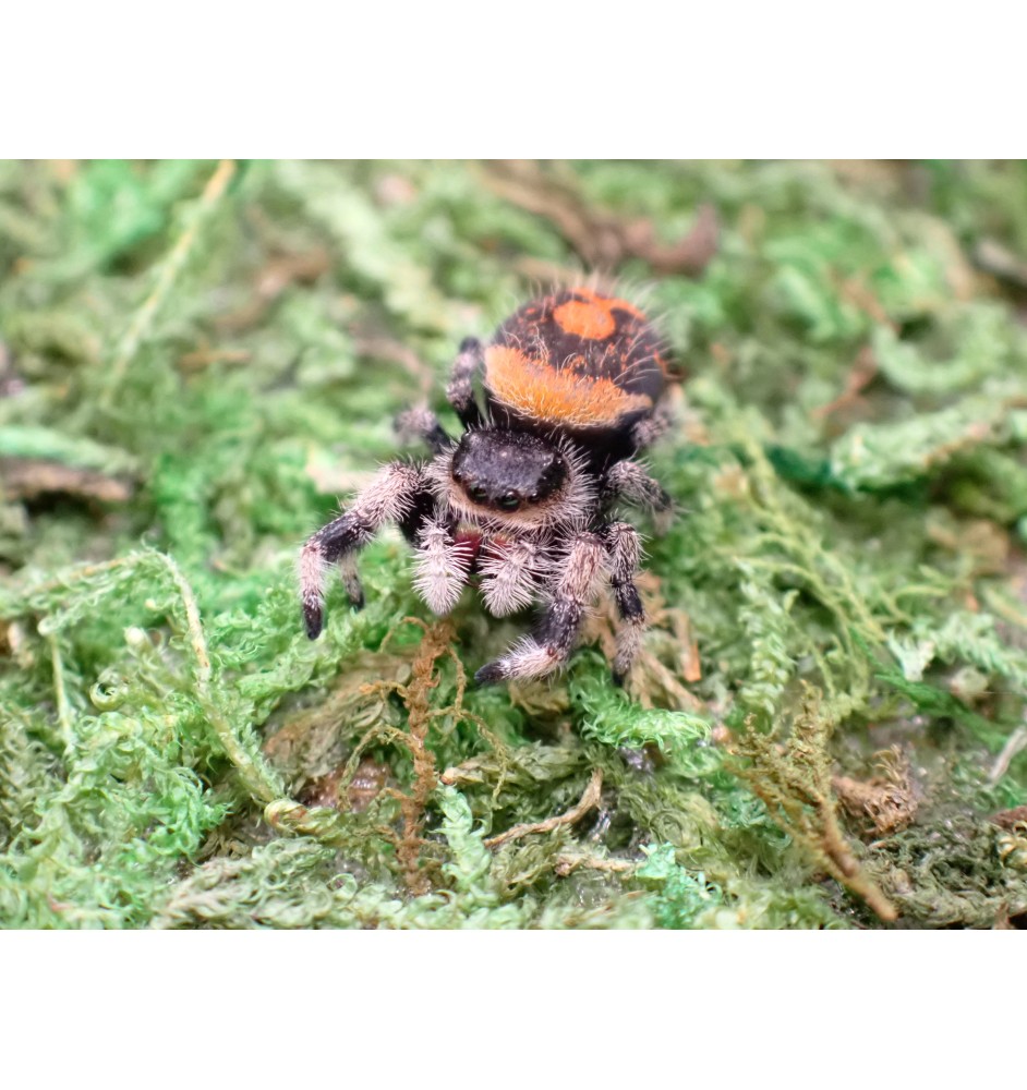 Buy Isla de la Juventud Jumping Spider | Rare Exotic Spider UK | Spoodies UK