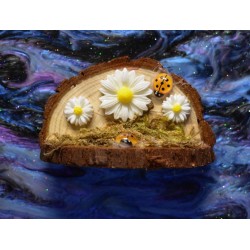 Handmade Natural Wooden Ledges for Spiders | Safe Climbing Platforms for Enclosures