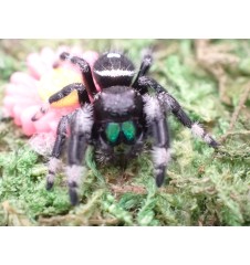 Buy Apalachicola Jumping Spider Captivating Jumping Spider for Sale