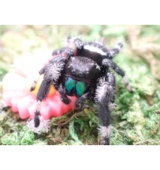 Buy Apalachicola Jumping Spider Captivating Jumping Spider for Sale