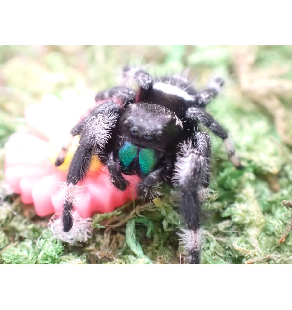 Buy Apalachicola Jumping Spider Captivating Jumping Spider for Sale