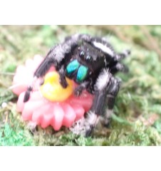 Buy Apalachicola Jumping Spider Captivating Jumping Spider for Sale