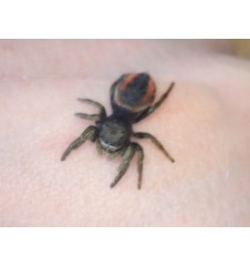 🕷️ Phidippus ardena – Unrelated Adult Pair (Male & Female) P1
