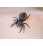 🕷️ Phidippus ardena female