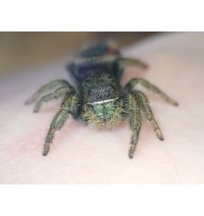 🕷️ Phidippus ardena – Unrelated Adult Pair (Male & Female) P1