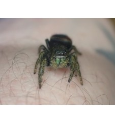 🕷️ Phidippus ardena – Unrelated Adult Pair (Male & Female) P1