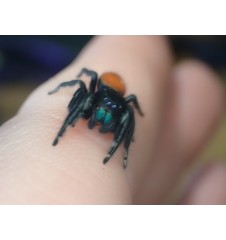 🕷️ Phidippus ardena – Unrelated Adult Pair (Male & Female) P1