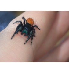 🕷️ Phidippus ardena – Unrelated Adult Pair (Male & Female) P1