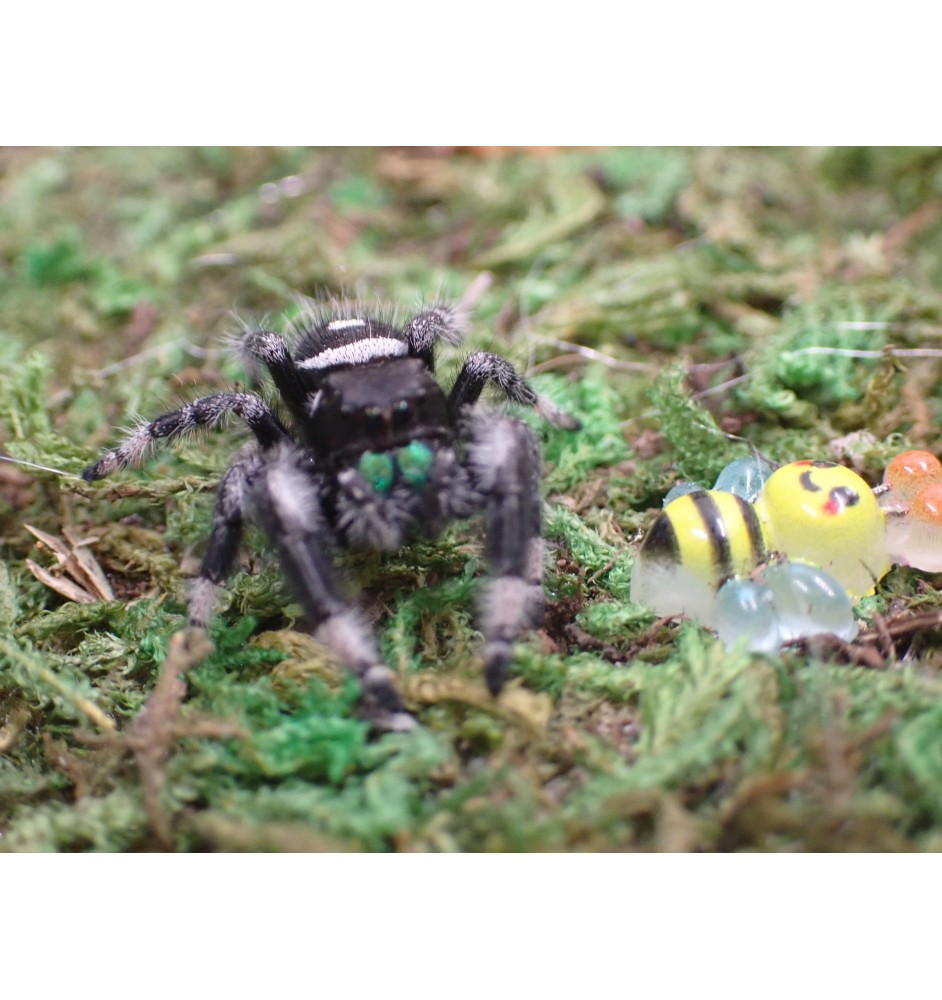 Buy Apalachicola Jumping Spider Captivating Jumping Spider for Sale