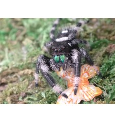 Buy Apalachicola Jumping Spider Captivating Jumping Spider for Sale