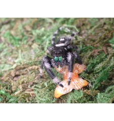 Buy Apalachicola Jumping Spider Captivating Jumping Spider for Sale