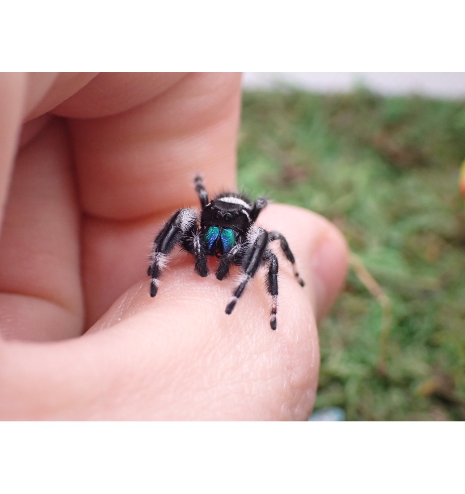 Buy Apalachicola Jumping Spider Captivating Jumping Spider for Sale