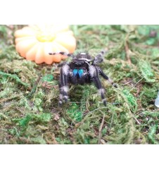 Buy Apalachicola Jumping Spider Captivating Jumping Spider for Sale