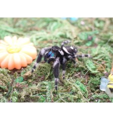 Buy Apalachicola Jumping Spider Captivating Jumping Spider for Sale