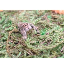 Buy Apalachicola Jumping Spider Captivating Jumping Spider for Sale