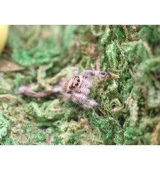 Buy Apalachicola Jumping Spider Captivating Jumping Spider for Sale