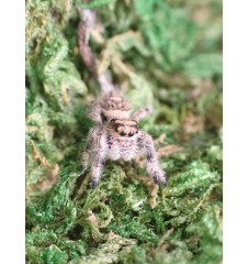 Buy Apalachicola Jumping Spider Captivating Jumping Spider for Sale