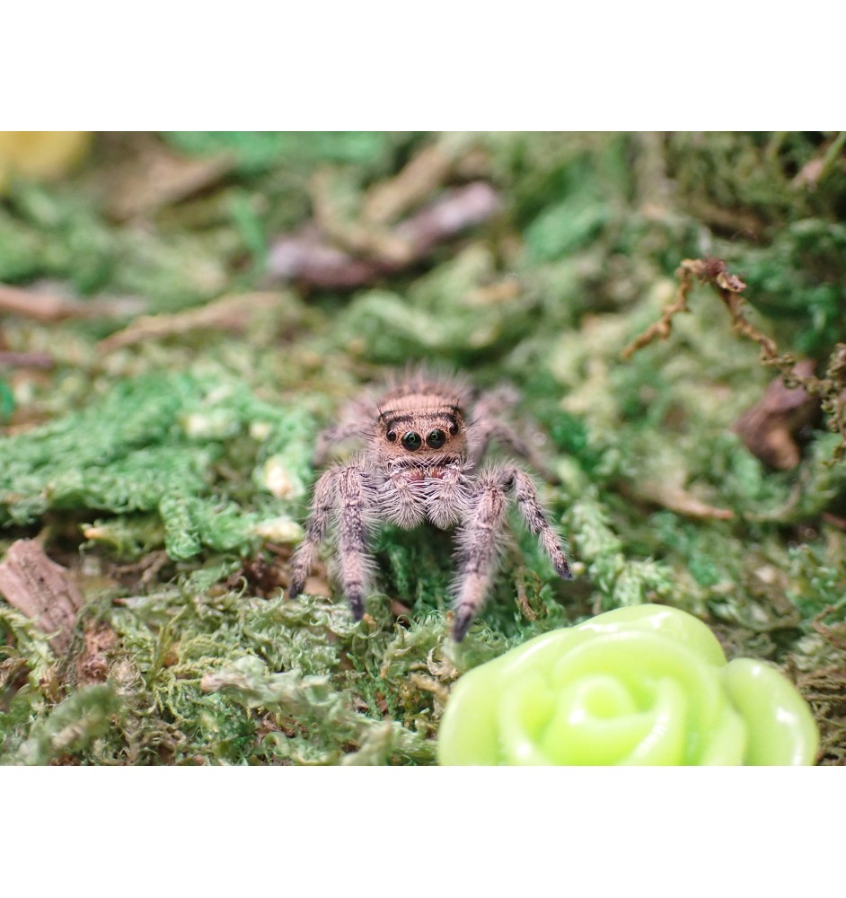 Buy Apalachicola Jumping Spider Captivating Jumping Spider for Sale