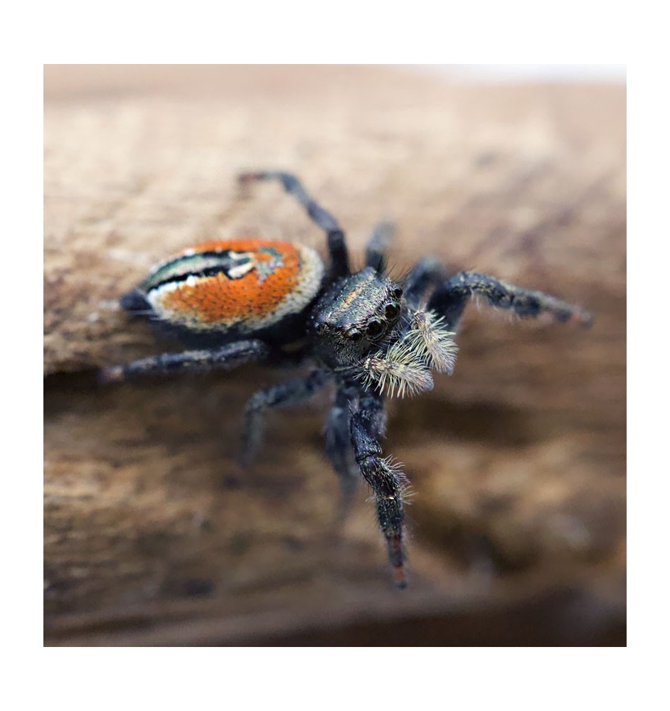 carneus jumping spider - Female