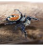 carneus jumping spider - Female
