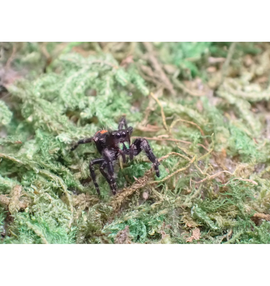 Buy audux Jumping Spider  Spoodies UK