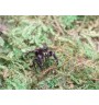 Buy audux Jumping Spider  Spoodies UK