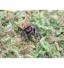 Buy audux Jumping Spider  Spoodies UK
