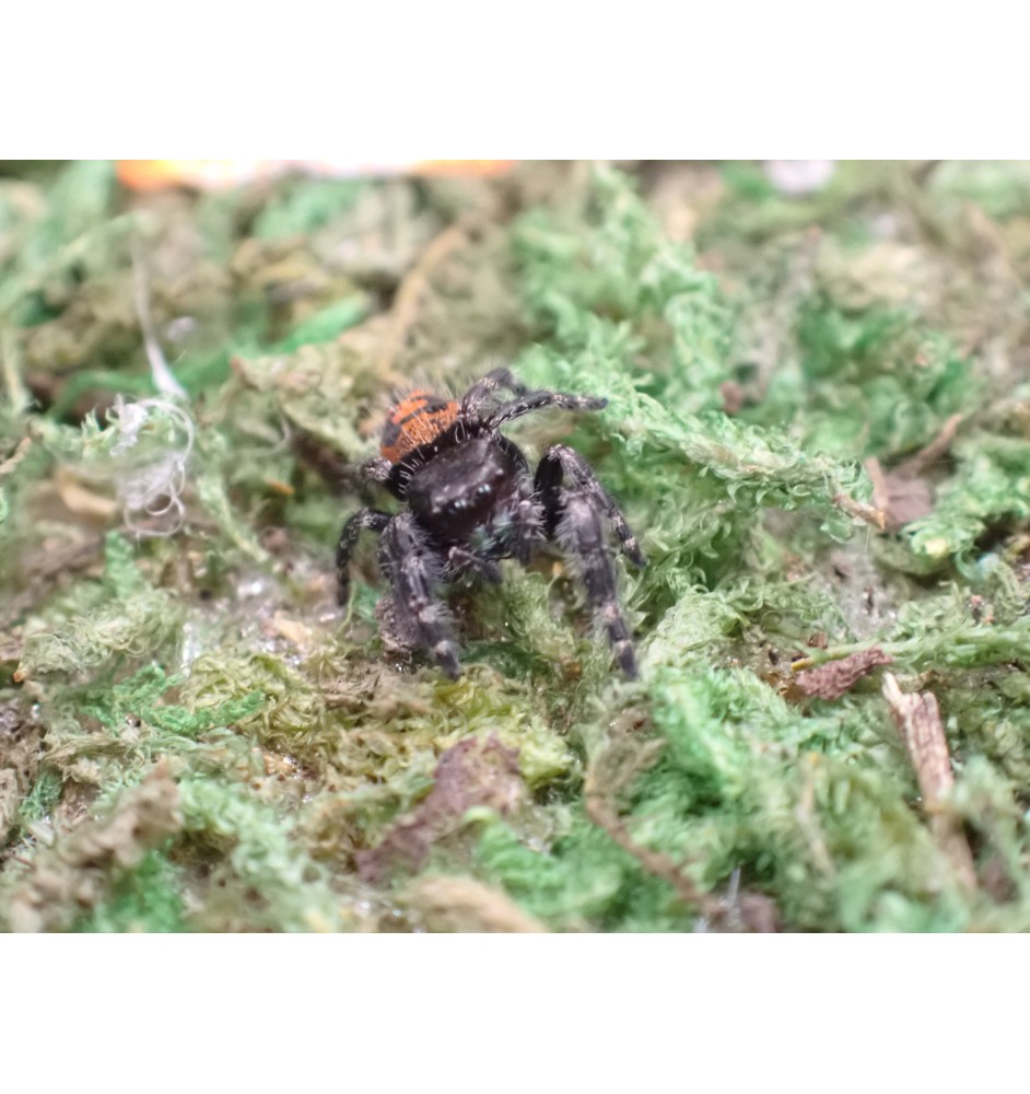 Buy audux Jumping Spider  Spoodies UK