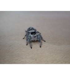Everglades Florida Jumping Spider – Exotic Pet Spider, Active & Curious