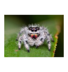 Buy Phidippus regius “Bahamas” – Captivating Jumping Spider for Sale