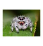 Buy Phidippus regius “Bahamas” – Captivating Jumping Spider for Sale