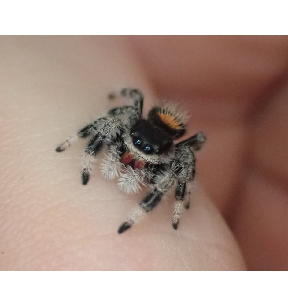 Buy Blue Mountains – Captivating Jumping Spider for Sale