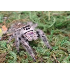 Buy Apalachicola Jumping Spider Captivating Jumping Spider for Sale