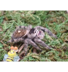 Buy Apalachicola Jumping Spider Captivating Jumping Spider for Sale
