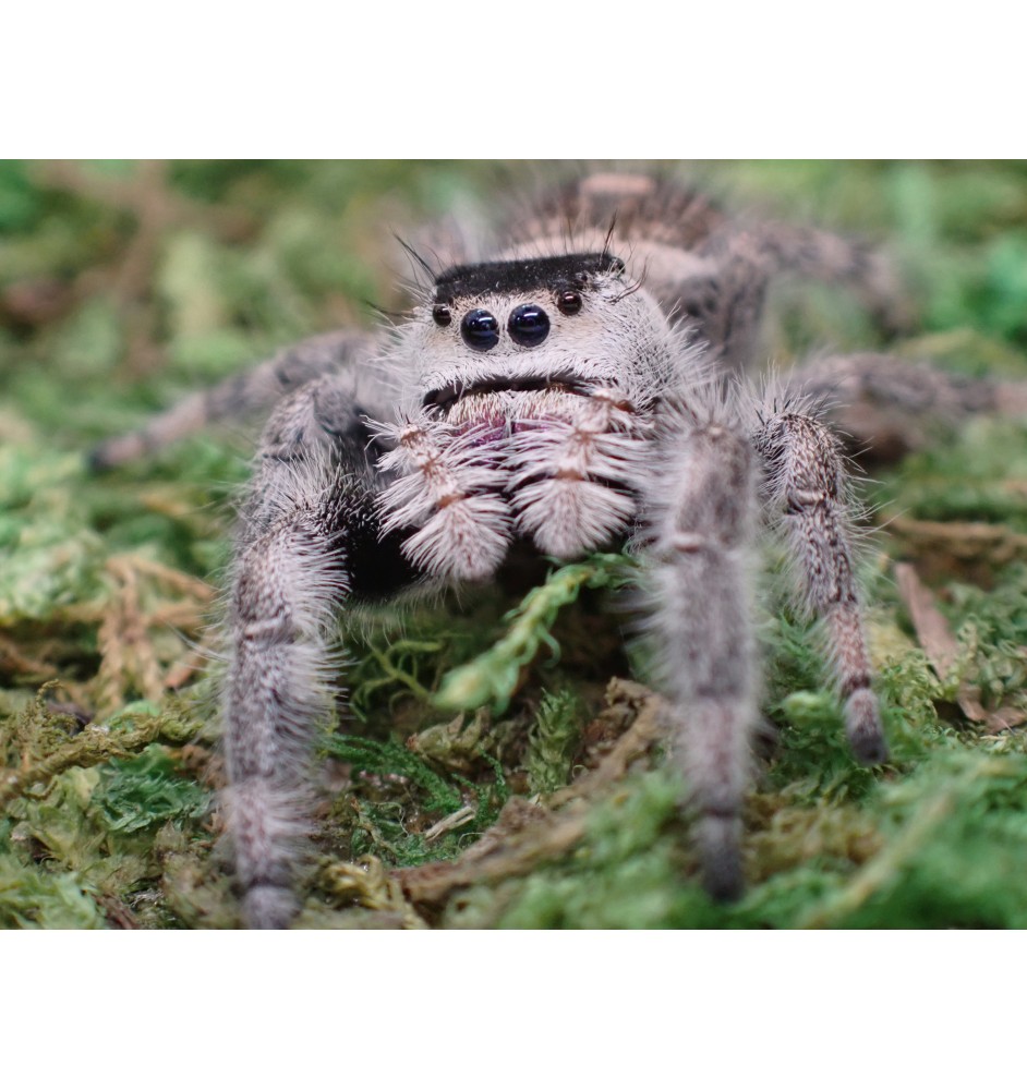 Buy Apalachicola Jumping Spider Captivating Jumping Spider for Sale