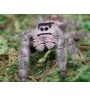Buy Apalachicola Jumping Spider Captivating Jumping Spider for Sale