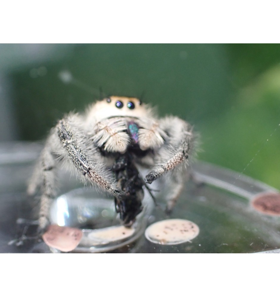 Florida Ocala Jumping Spider | Bold, Curious & Fun Exotic Pet