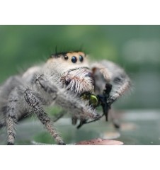 Florida Ocala Jumping Spider | Bold, Curious & Fun Exotic Pet