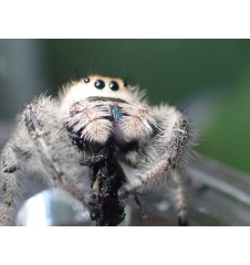 Florida Ocala Jumping Spider | Bold, Curious & Fun Exotic Pet