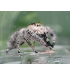 Florida Ocala Jumping Spider | Bold, Curious & Fun Exotic Pet