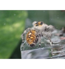 Florida Ocala Jumping Spider | Bold, Curious & Fun Exotic Pet