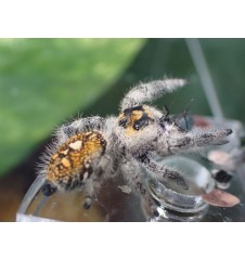 Florida Ocala Jumping Spider | Bold, Curious & Fun Exotic Pet