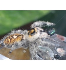 Florida Ocala Jumping Spider | Bold, Curious & Fun Exotic Pet