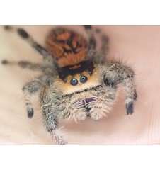 Captive-Bred Male Pomona Park Jumping Spider | POMONA PARK for Sale