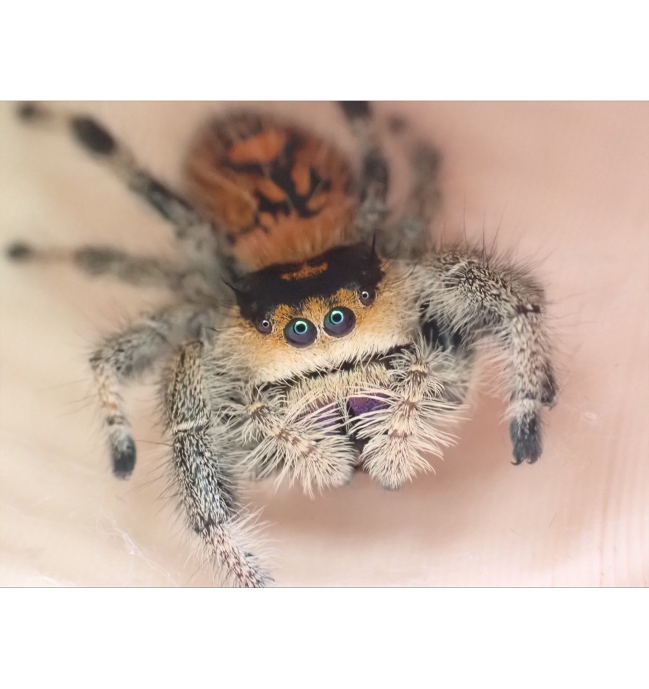 Captive-Bred Male Pomona Park Jumping Spider | POMONA PARK for Sale