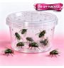 Green Bottle Fly Casters 100 per Pot | Live Feeder Insects for Jumping Spiders, Mantids & Reptiles