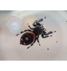 Buy Phidippus regius “Sierra de Bahoruco” – Captivating Jumping Spider for Sale